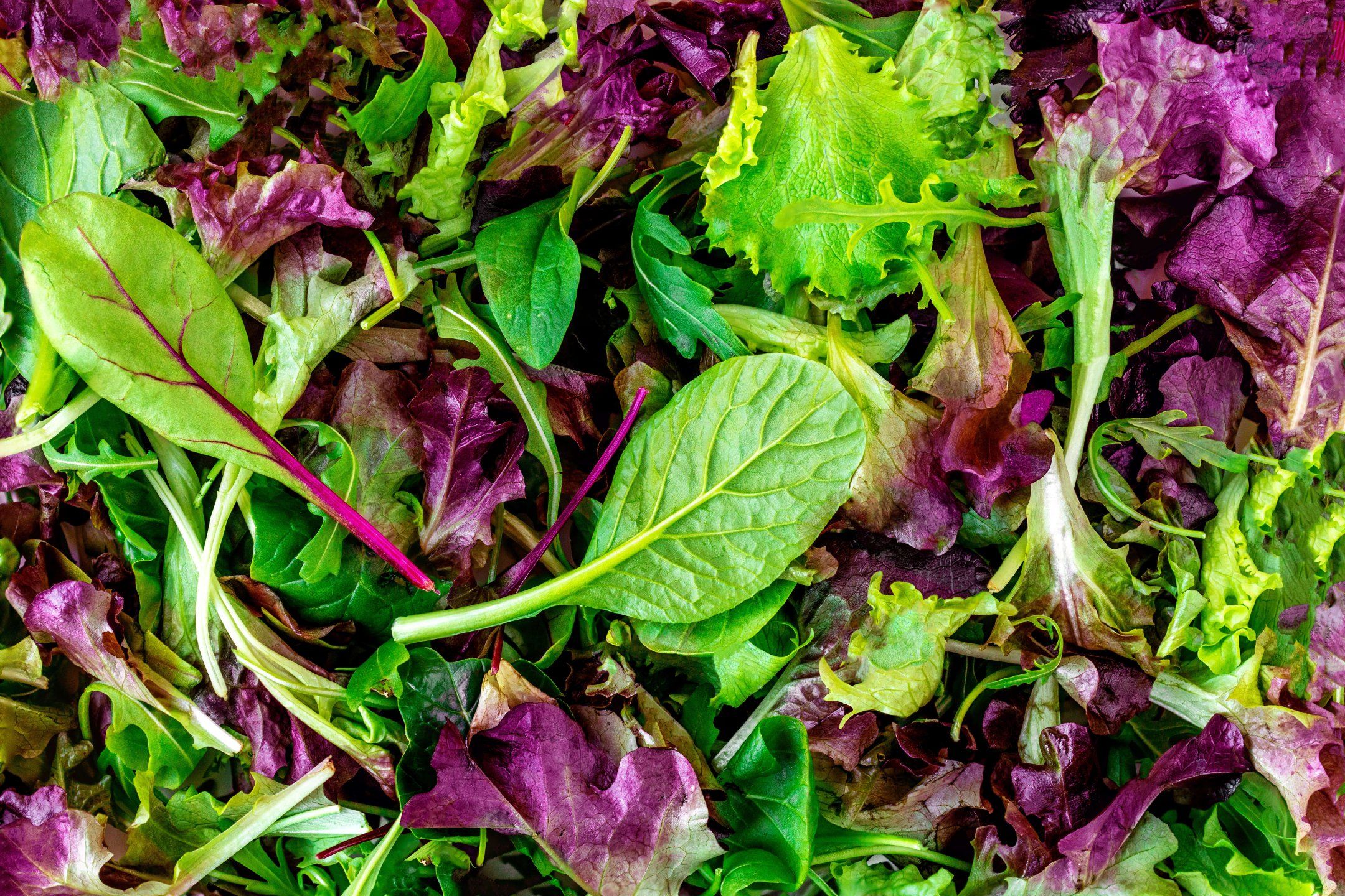 Lettuce quality